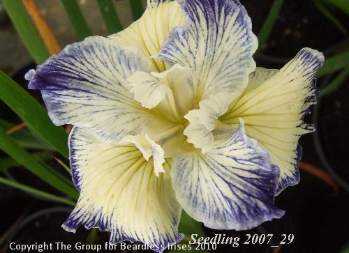 pci seedling 2007_29